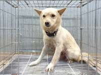 경기 이천 대월면 군량리에서 크림색 강아지 발견 보호