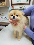 경남 통영 새통영병원에서 포메라니안 발견 보호