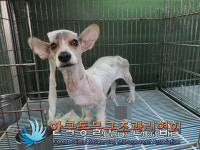경기 의정부 금신로에서 웰시 코기 발견 보호