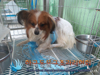 경기 의정부 신흥로에서 파피용 믹스 강아지 발견 보호