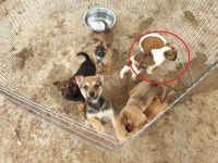 경남 함안 군북면 태실길에서 흰갈색 꼬물이 발견 보호