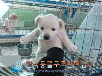 경기 동두천 신천로 야산에서 흰색 강아지 발견 보호