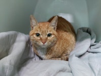 경북 포항 오천읍 문덕로에서 황백색 고양이 발견 보호