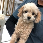 경기 파주 봉일천 정신건강복지센터 주차장에서 푸들 발견 보호