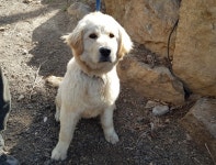 경기 광주 오포읍 매산리에서 골든 리트리버 발견 보호