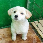 경기 화성 남양읍 활초리에서 흰색 강아지 발견 보호