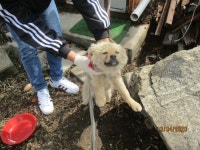 강원 동해 신흥동 서동로에서 갈색 강아지 발견 보호