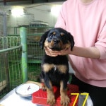 인천 연수구 청학동 문학터널에서 롯트와일러 발견 보호