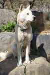 경북 청도 매전면 두곡리에서 흰색 강아지 발견 보호