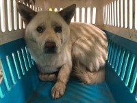 부산 기장 장안읍 좌천4길에서 백구 발견 보호