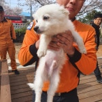 전북 군산 대야면 옥구중학교 부근에서 흰 강아지 발견 보호