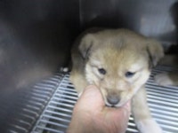 경기 과천 매봉로 주변에서 황색 강아지 발견 보호