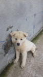 경북 경산 압량 갑제동 농가에서 크림색 강아지 발견 보호