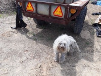 충남 금산 남일면 상동리 하천 부근에서 말티즈 발견 보호