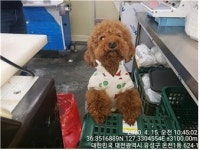 대전 유성구 월드컵대로 먹거리마트 주변에서 푸들 발견 보호
