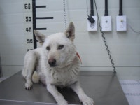 경기 가평 신화리에서 흰색 강아지 발견 보호