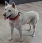 충북 제천 구학마을회관 앞에서 진돗개 발견 보호