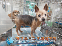 경기 동두천 생연동에서 요크셔 테리어 발견 보호