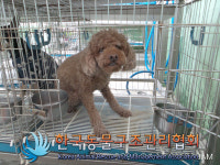 서울 구로구 도림천로 대림역 인근에서 푸들 발견 보호