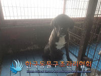 서울 금천구 시흥동에서 검흰색 강아지 발견 보호..검정 목걸이