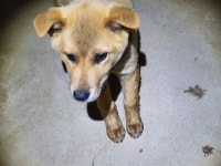 경남 합천 쌍백면사무소 근처에서 갈색 강아지 발견 보호