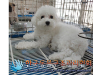 서울 강북구 월계로37길에서 푸들 발견 보호..이갈이
