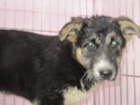 부산 사하 구청당직실에서 검흰갈색 강아지 발견 보호