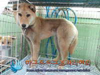 경기 포천 영중면 영중농협 뒷골목에서 갈색 강아지 발견 보호