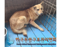 경기 연천 미산면 삼화리 야산에서 검갈색 강아지 발견 보호