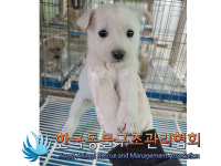 서울 송파구 가락동 대림아파트 앞 노상에서 꼬물이 6마리 발견 보호