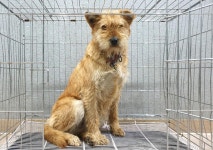 경기 여주 능서면 농도원1길에서 연갈색 강아지 발견 보호