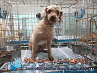 경기 포천 영중면 성동리에서 푸들 발견 보호