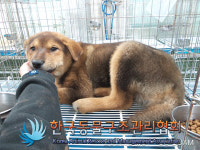 경기 포천 시청 인근에서 갈검색 강아지 발견 보호