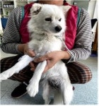 충남 부여 나복로에서 흰색 강아지 발견 보호