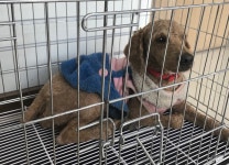 충남 서산 부영아파트 편의점에서 푸들 발견 보호..청색 원피스 착용