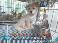 서울 동대문구 전농동 동아아파트에서 갈흰색 강아지 발견 보호