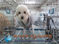 경기 김포 풍무동 푸르지오2차 안에서 비숑 프리제 발견 보호