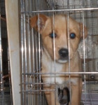 대구 북구 대현로에서 갈색 강아지 발견 보호