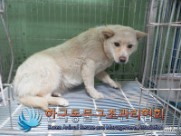 경기 연천 청산면 백의리 빌라에서 갈흰색 강아지 발견 보호