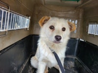 경남 창원 진동면 인곡리에서 흰색 강아지 발견 보호