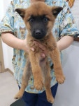 경기 파주 구읍교차로에서 갈색 강아지 발견 보호