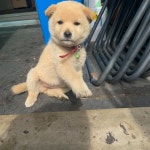 전남 고흥 녹동파출소에서 아이보리색 강아지 발견 보호