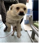 충남 부여 나성북로에서 흰색 강아지 발견 보호