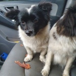 전북 군산 대야면사무소 주차장에서 검흰색 강아지 발견 보호