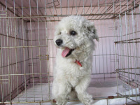 부산 사하 다대낙조분수 주차장에서 말티즈 발견 보호