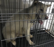 충남 서산 덕지천로 불가마사우나에서 진돗개 발견 보호..빨간 목줄