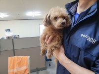 경북 포항 남구 쌍용사거리 인근에서 푸들 발견 보호