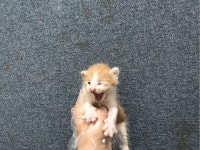 경기 광명 광명5동주민센터에서에서 한국 고양이 발견 보호