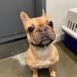 서울 강동구 암사3동에서 프렌치 불독 발견 보호