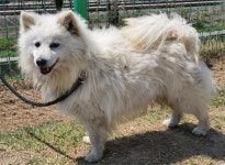 경기 용인 명지대학교 기숙사 근처에서 스피츠 발견 보호..까만 목줄